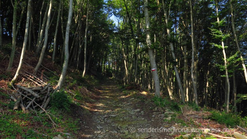 Rupit: fageda a prop del Mas Rajols