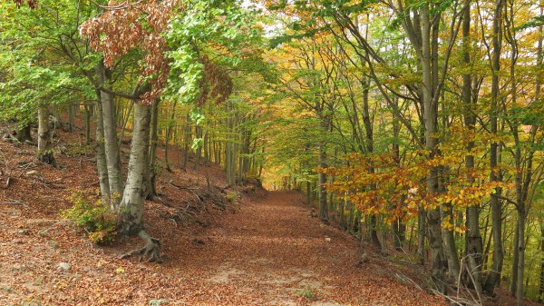 Coll Sabènia de Dalt