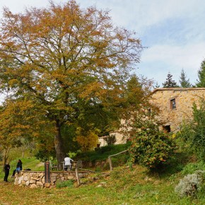 Ruta 108. Espinelves, volta pels boscos i avetars (versió&nbsp;llarga)