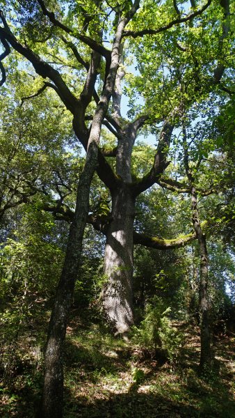 Roure de la Casanova