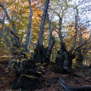 Ruta 163. Viladrau-L´Erola-Castanyers del Purgatori-Castanyer de les Nou&nbsp;Branques